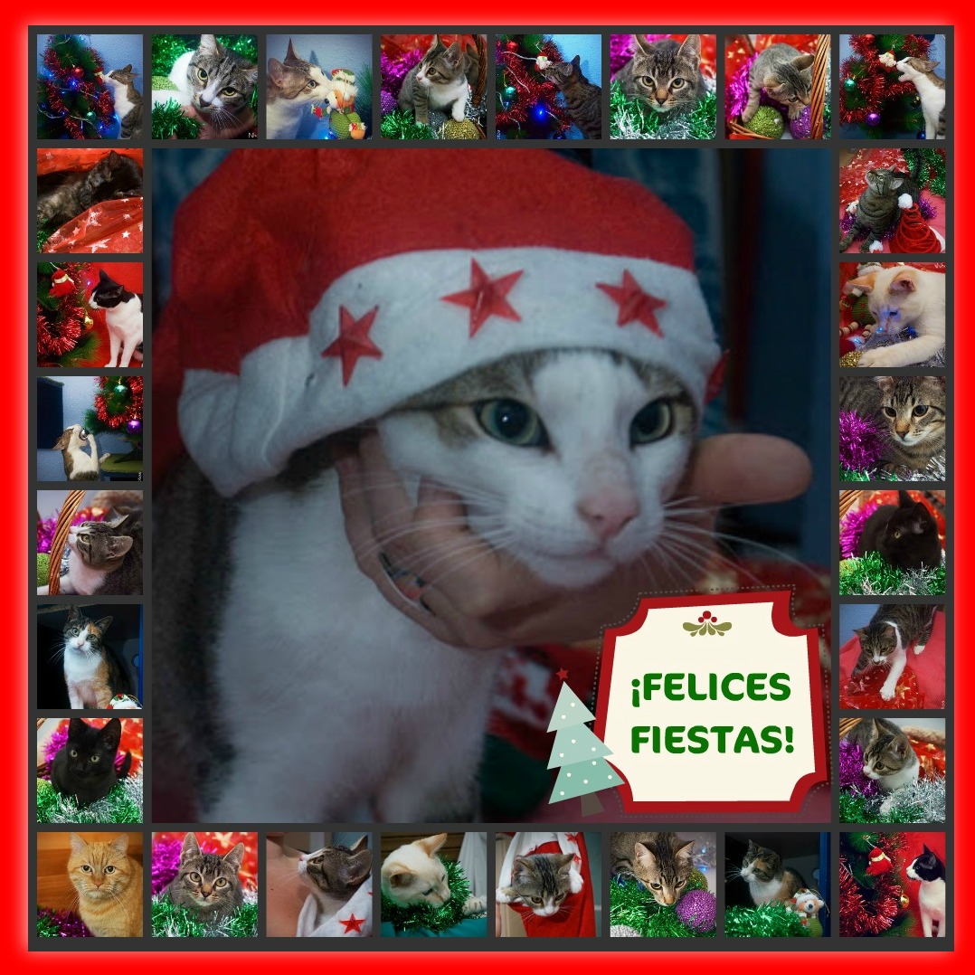 Felicitación Navidad 2011 4